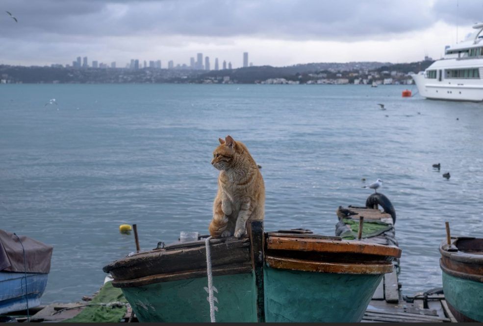 cat on boat